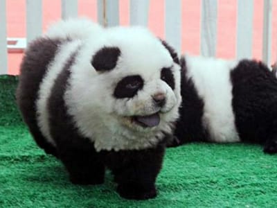 Circo encerrado por fazer passar cachorros por ursos panda - TVI
