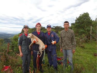 Bombeiros resgatam cão que cai de altura de 30 metros - TVI