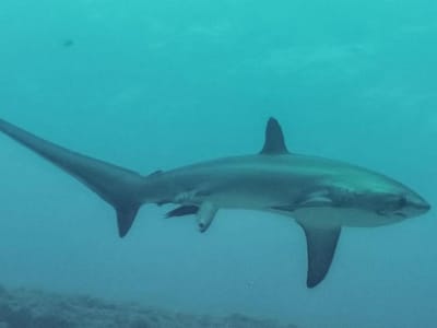 Fotografia capta tubarão raro a dar à luz - TVI