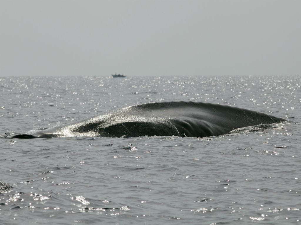 Baleia-azul (REUTERS)