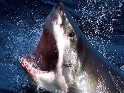 Tubarões «nunca antes vistos» encerram praias na Austrália - TVI
