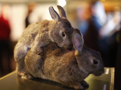Criadores de coelhos respondem ao Papa Francisco - TVI