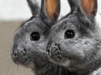 Milhares de coelhos mortos nos EUA por vírus altamente contagioso - TVI