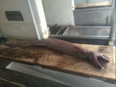 Pescador australiano captura tubarão pré-histórico - TVI