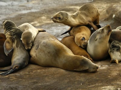 Captura de focas volta a ser permitida em Angola - TVI