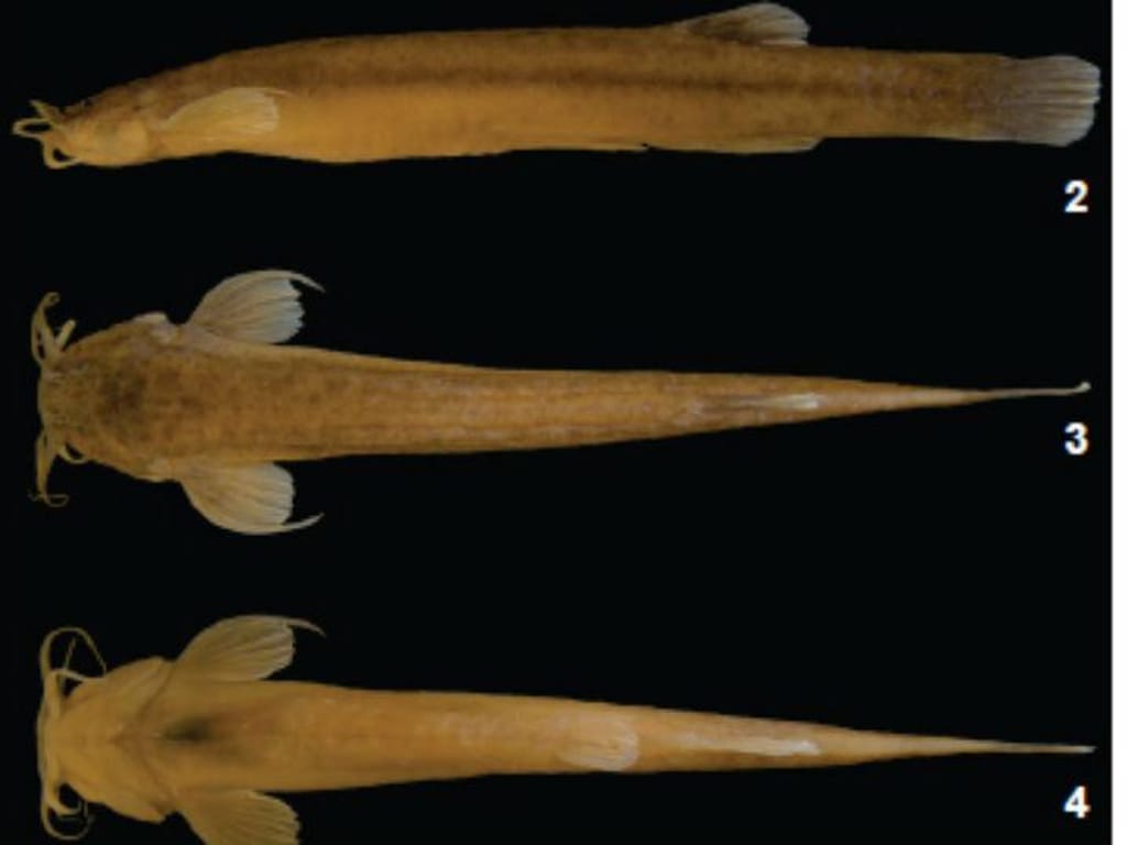 Descoberta nova espécie de peixe que vive em cavernas [Foto retirada do estudo]