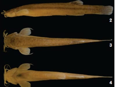 Descoberta nova espécie de peixe que vive em cavernas - TVI