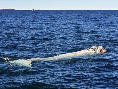 Duzentas baleias encalhadas numa baía da Nova Zelândia - TVI