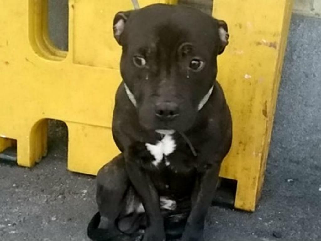 Cão abandonado em estação britânica comove redes sociais