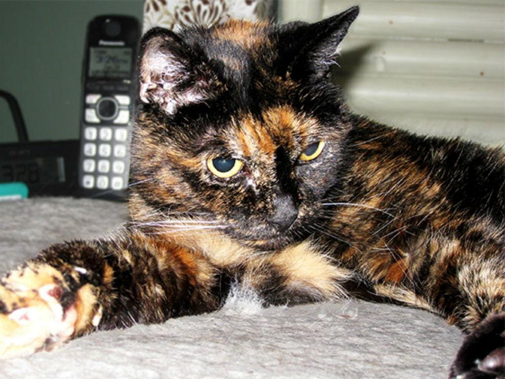 Tiffany Two é a gata mais velha do mundo (Reprodução Guinness World Records)