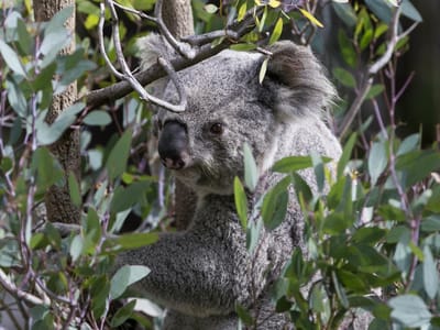 Austrália abate centenas de coalas - TVI