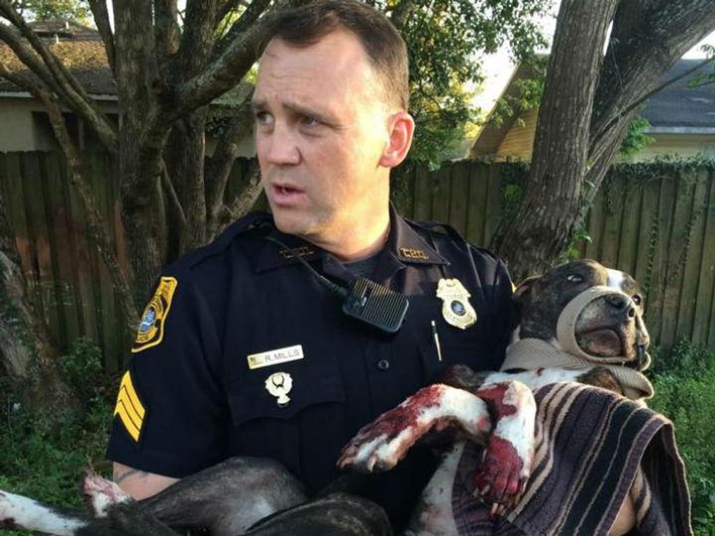 Cão encontrado ferido e atado a carris (Facebook Tampa Police Department)