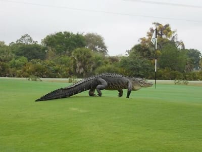 Crocodilo gigante passeia em campo de golfe - TVI