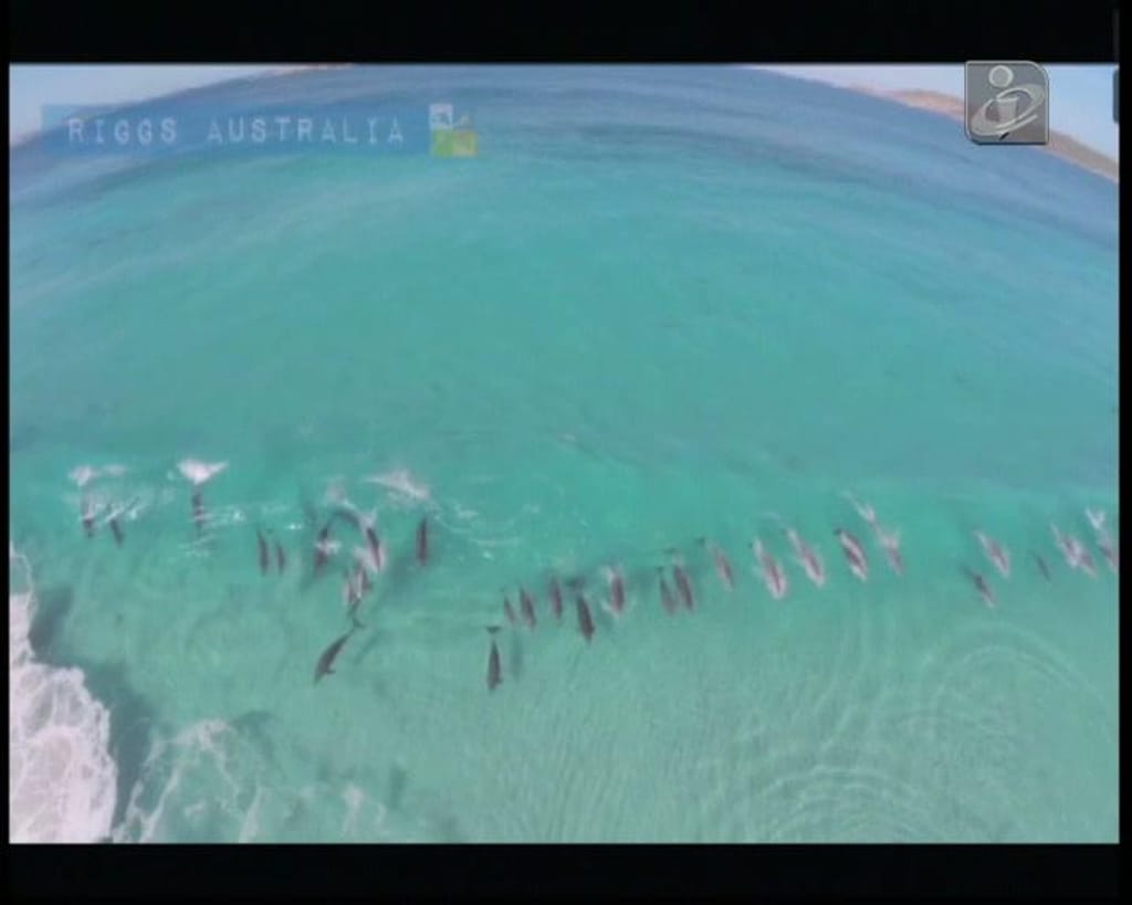 Vinte golfinhos filmados a «surfar» na Austrália