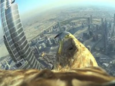 Águia bate recorde de voo a partir da torre mais alta do mundo - TVI