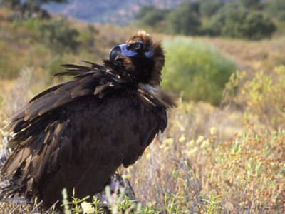 Abutres próximos da extinção voltam a fazer ninhos no Algarve - TVI