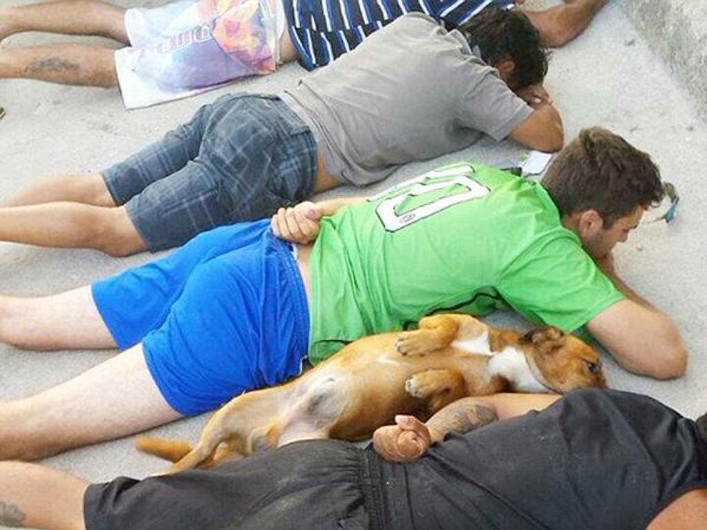 Cão leal deita-se ao lado do dono que é detido (Twitter)