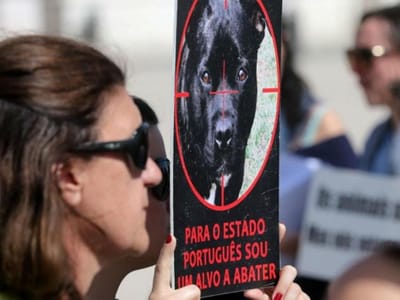 Marcha em defesa dos animais junta dezenas de pessoas - TVI