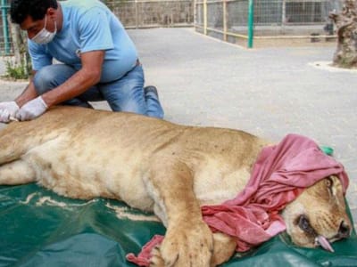 Animais mortos ao lado dos vivos “no pior zoo do mundo” - TVI