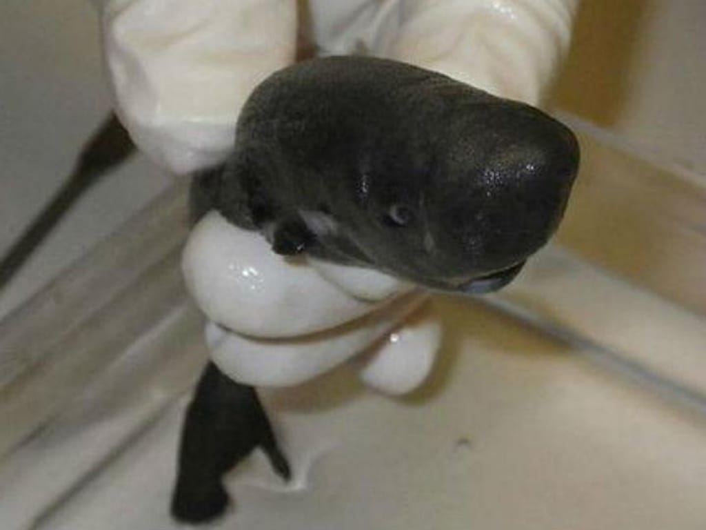 Segundo «tubarão de bolso» encontrado na costa do Lousiana [Foto:Twitter]