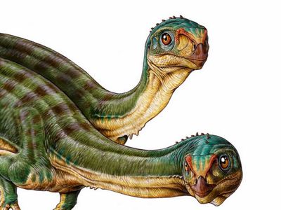 Novo dinossauro herbívoro "descoberto" por menino de sete anos - TVI