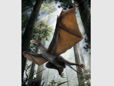 Descoberto dinossauro-pássaro com asas de morcego. Confuso? - TVI