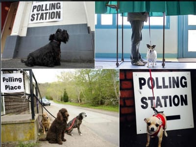 #DogsAtPollingStations: os cães (e não só) também querem votar no Reino Unido - TVI