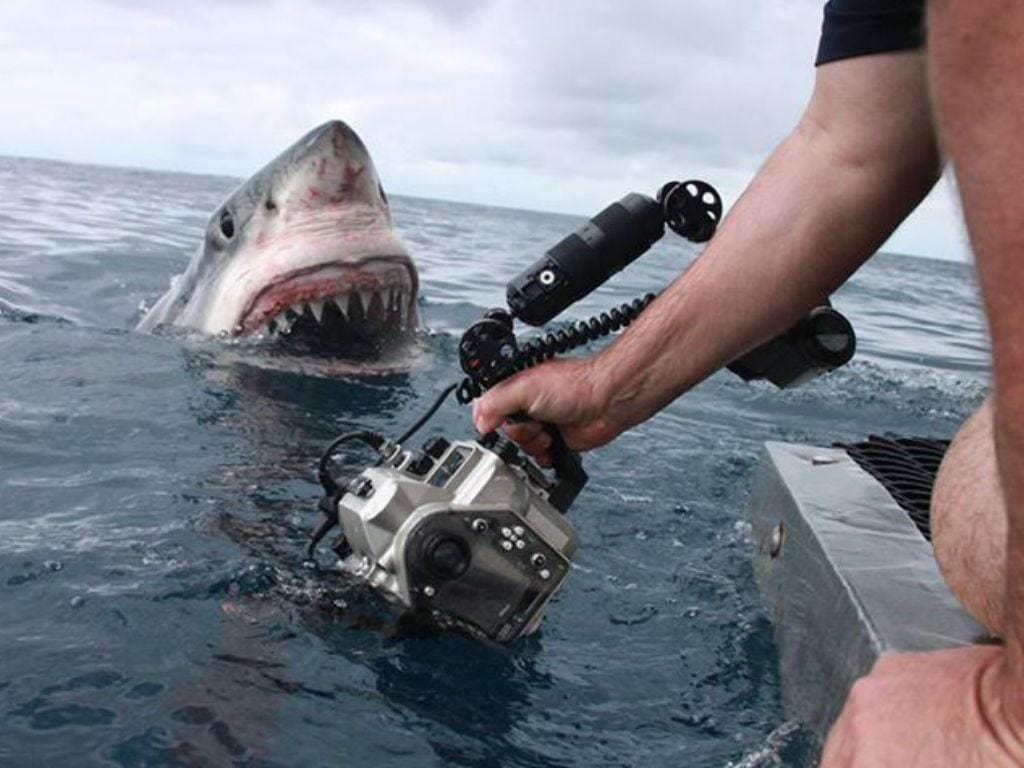 Australiano capta foto impressionante de tubarão (Reprodução Facebook)