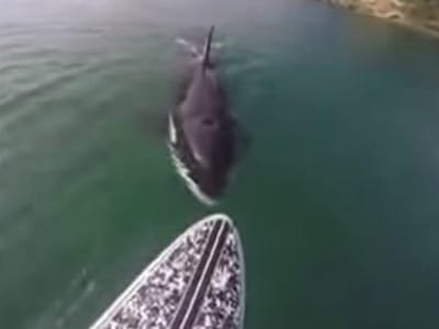 "Baleia assassina" surpreende surfista a poucos metros da costa - TVI