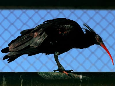 Estado Islâmico ameaça aves únicas no mundo - TVI