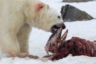 Inédito: urso polar observado a comer golfinho e a congelar restos - TVI