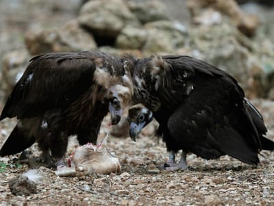 Nasceu o primeiro abutre-preto no Alentejo em 40 anos - TVI