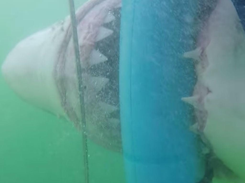 Tubarão ataca jaula com turistas (Reprodução YouTube)