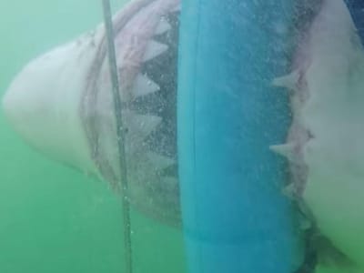 Tubarão ataca jaula com turista - TVI