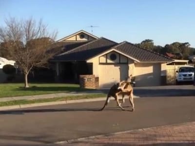 Luta entre cangurus em bairro australiano torna-se viral - TVI