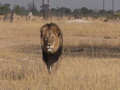 Zimbabué proíbe caça a grandes animais perto da reserva de Hwange - TVI
