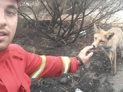 Bombeiro encontra raposa ao combater incêndio - TVI