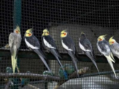 Milionária deixa 90 mil euros a pássaros - TVI