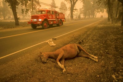 Incêndios florestais deixam a Califórnia em estado de emergência - TVI