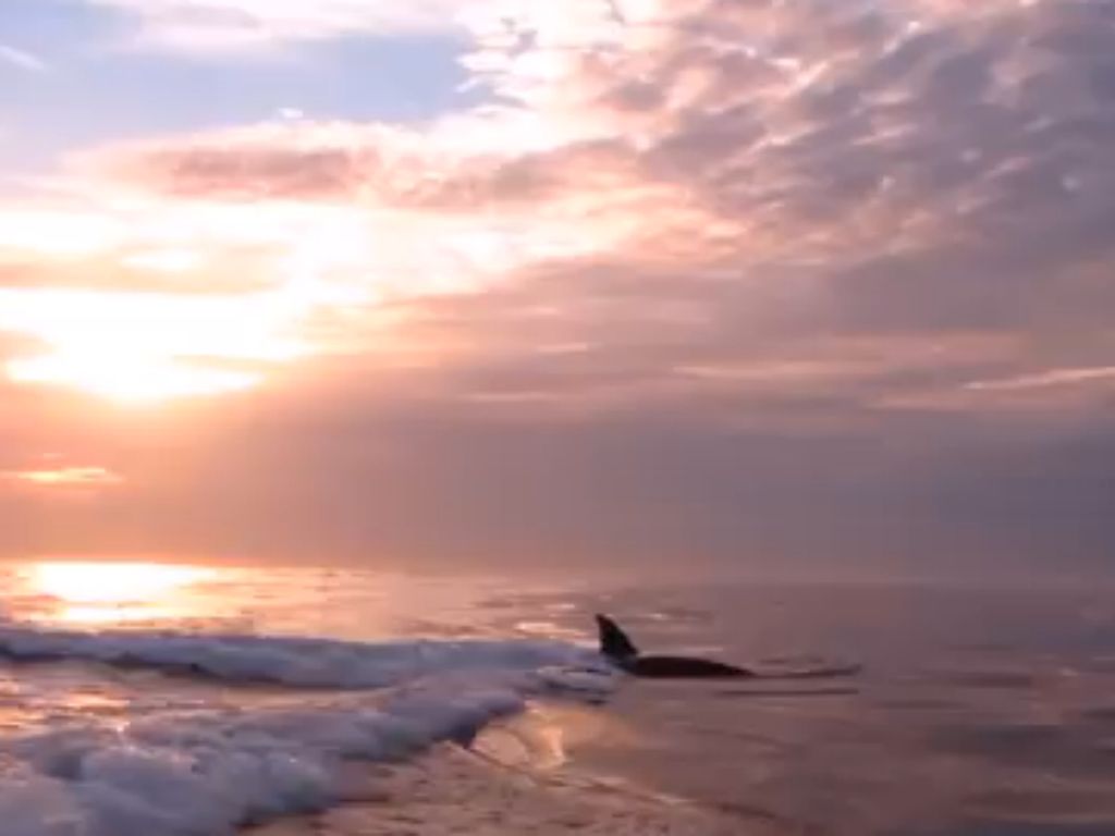 Orcas seguem barco na Califórnia