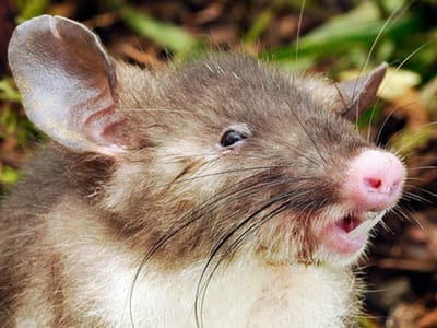 Rato do "nariz achatado" descoberto na Indonésia - TVI