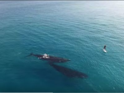 Imagens incríveis de baleias a aproximarem-se de praticante de paddle - TVI