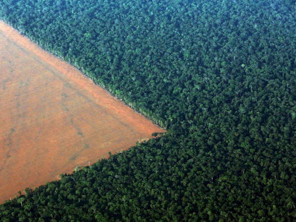 Floresta da Amazónia no Brasil