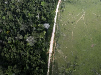 Há 381 novas espécies na Amazónia que Temer quer "vender" - TVI