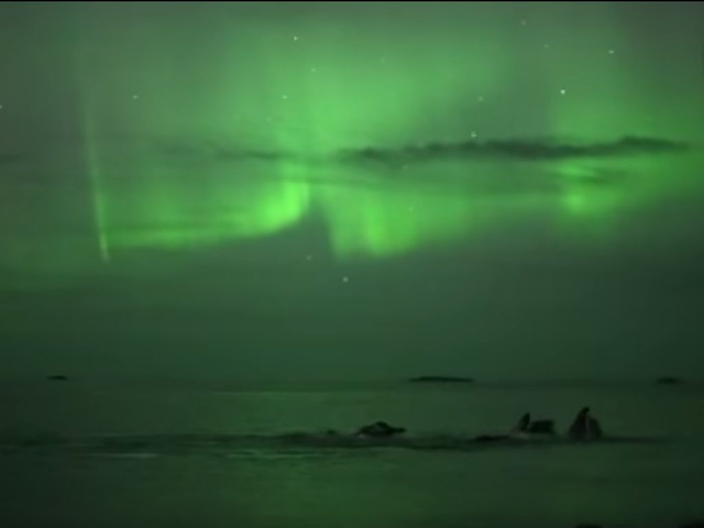 Imagens incíveis mostram baleias a nadar sob aurora boreal