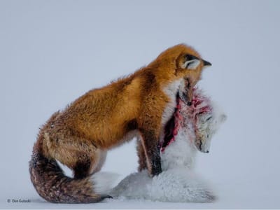 Ataque de raposa vence prémio de foto do ano - TVI