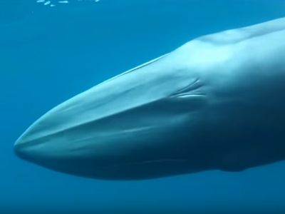 Baleia rara filmada pela primeira vez - TVI