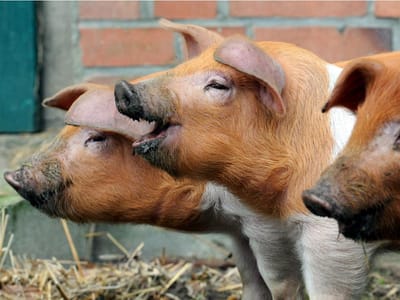 Queda do preço da carne de porco resulta do embargo da Rússia - TVI