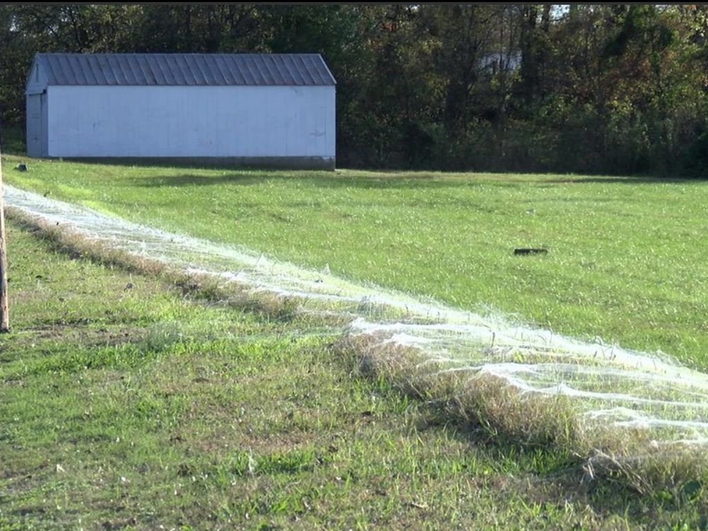 Invasão de aranhas no Tennessee