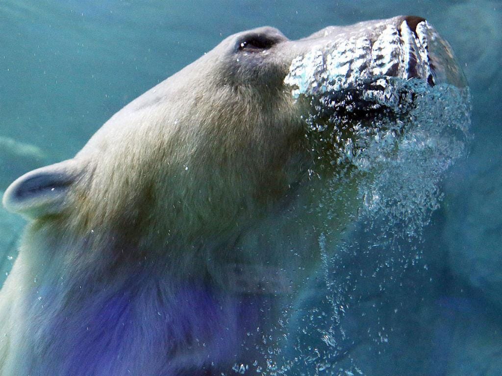 Um urso polar proveniente da Rússia é retratado num Aquário em São Paulo, no Brasil (REUTERS / Jose Patricio)